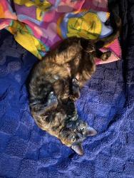 Lost Female Cat last seen Lake wilderness elementary school, Maple Valley, WA 98038