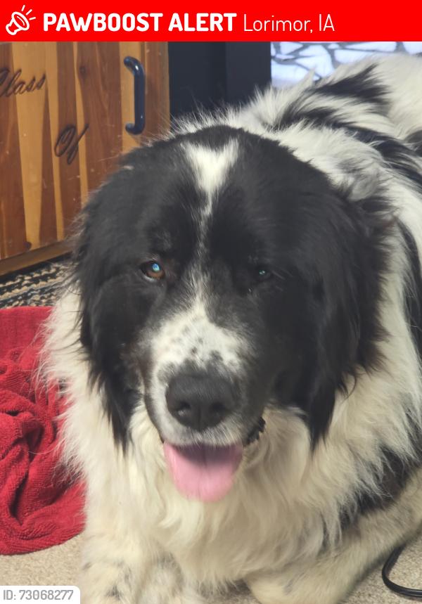 Lost Male Dog last seen Lorimor country, Lorimor, IA 50149