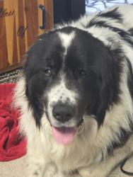Lost Male Dog last seen Lorimor country, Lorimor, IA 50149