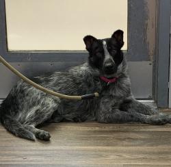 Shelter Stray Male Dog last seen Near Morena Boulevard, San Diego, CA, 92110, 5500 Gaines St, San Diego, CA 92110, USA