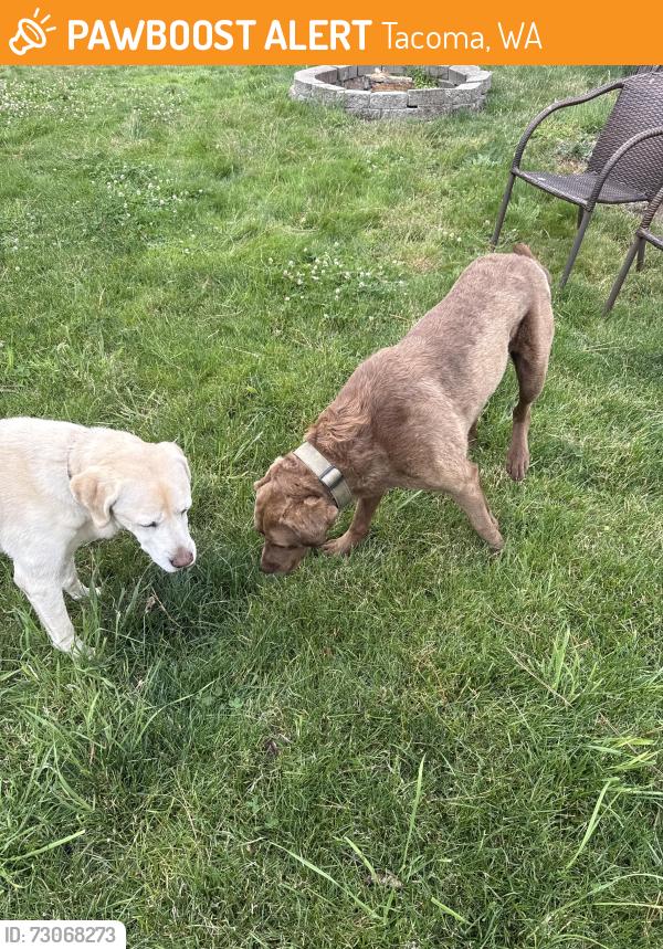 Found/Stray Male Dog last seen 84th st E & Waller rd E, Tacoma, WA 98404