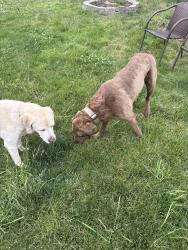 Found/Stray Male Dog last seen 84th st E & Waller rd E, Tacoma, WA 98404