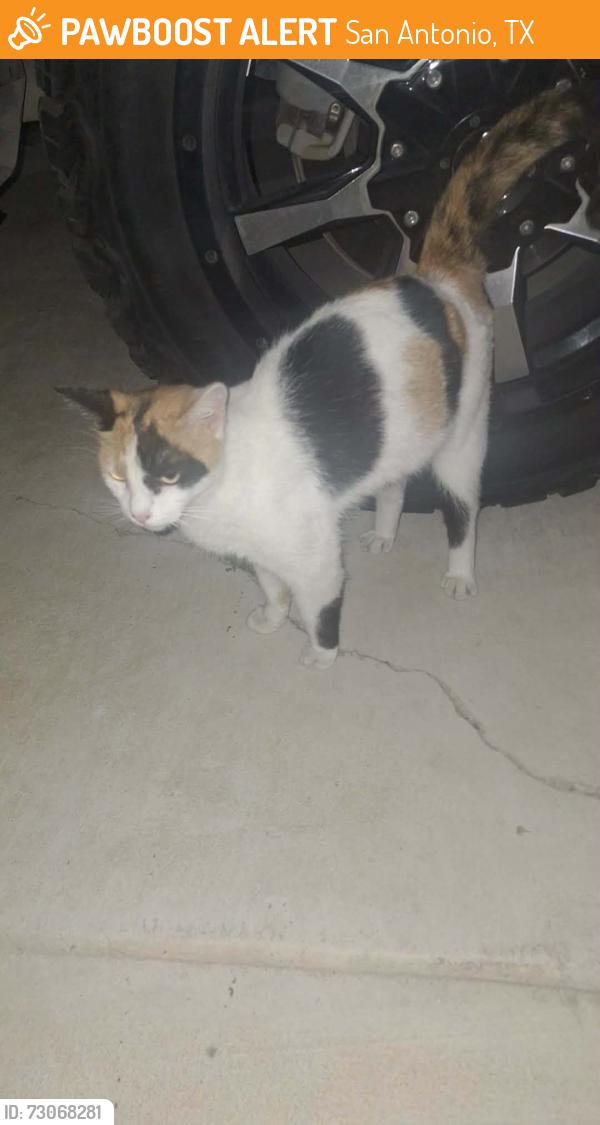 Found/Stray Female Cat last seen San antonio tx 78207, San Antonio, TX 78207