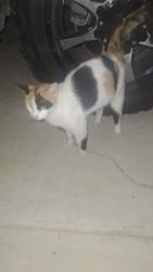 Found/Stray Female Cat last seen San antonio tx 78207, San Antonio, TX 78207