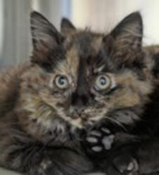 Shelter Stray Female Cat last seen E 14th Street, SAN LEANDRO, CA, 94577, 8323 Baldwin St, Oakland, CA 94621, USA