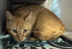 Shelter Stray Male Cat last seen Near S Pieper Boulevard, Kearns Township, UT, 84118, 511 W 3900 S, Salt Lake City, UT 84123, USA