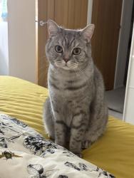 Lost Male Cat last seen Cubitt Town school, Greater London, England E14 3JA