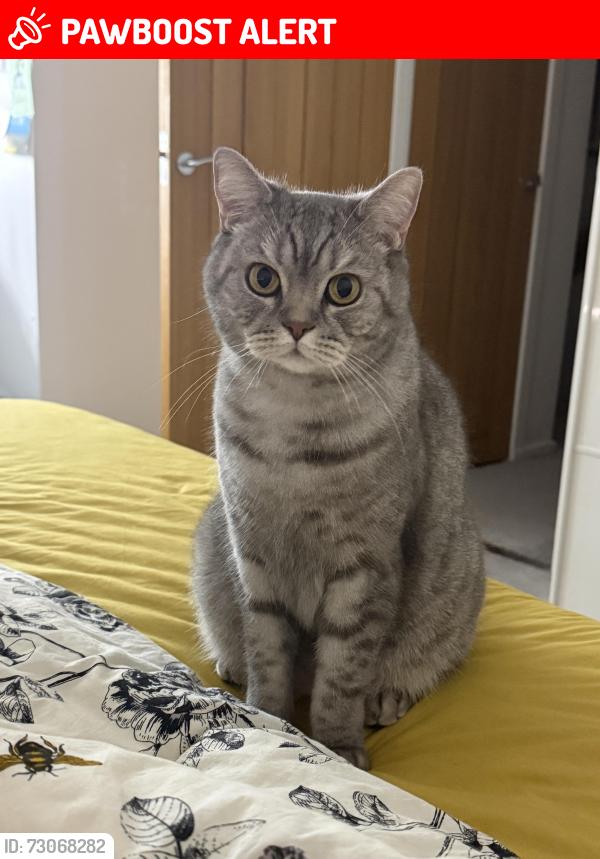 Lost Male Cat last seen Cubitt Town school, Greater London, England E14 3JA
