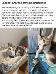 Lost Female Cat last seen Elizabeth St., Dacono, CO 80514