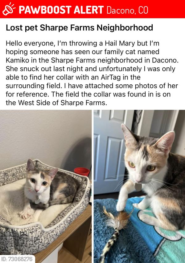 Lost Female Cat last seen Elizabeth St., Dacono, CO 80514