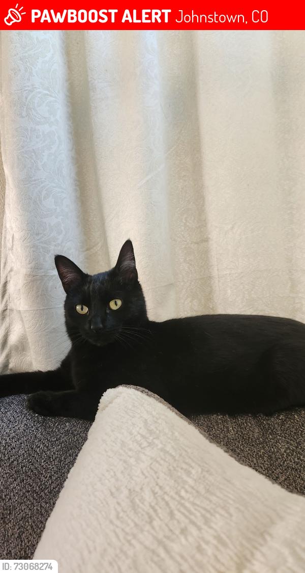 Lost Female Cat last seen Cinnamon Teal and WCR 17. Pioneer Ridge Elementary School, Johnstown, CO 80534