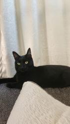 Lost Female Cat last seen Cinnamon Teal and WCR 17. Pioneer Ridge Elementary School, Johnstown, CO 80534