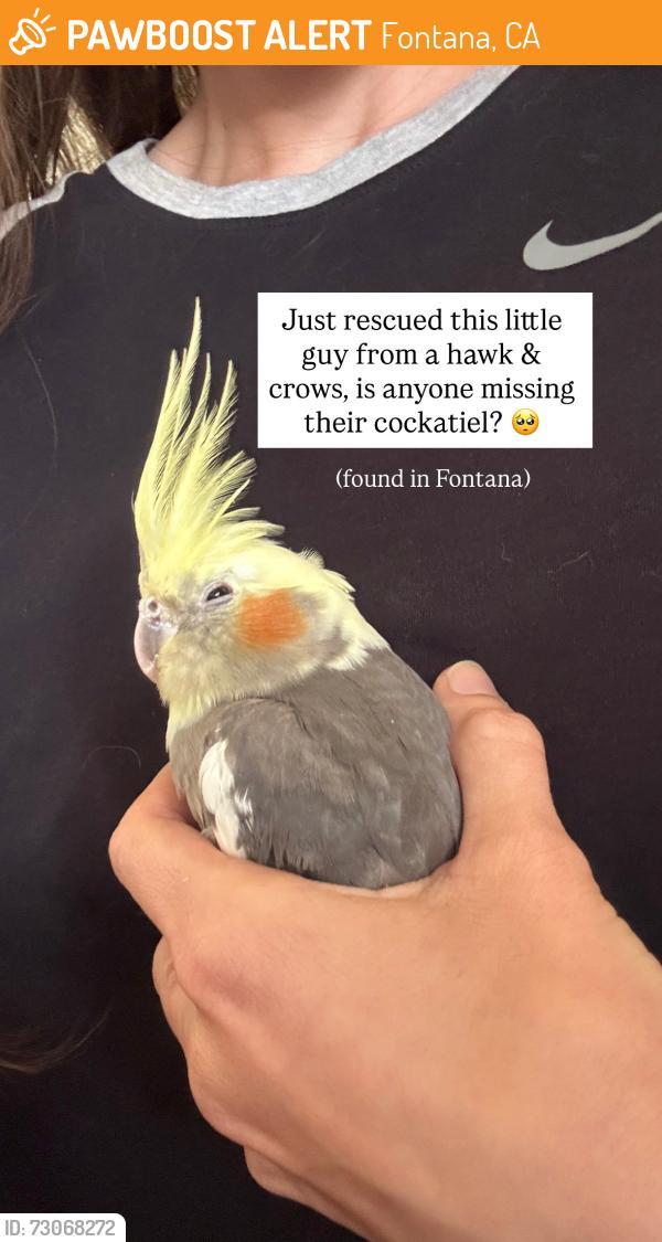Found/Stray Unknown Bird last seen Found by the Kaiser hosp in Fontana. Around mango Avenue and Marigold Avenue., Fontana, CA 92335