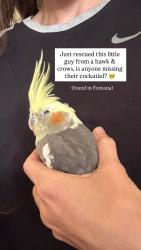 Found/Stray Unknown Bird last seen Found by the Kaiser hosp in Fontana. Around mango Avenue and Marigold Avenue., Fontana, CA 92335