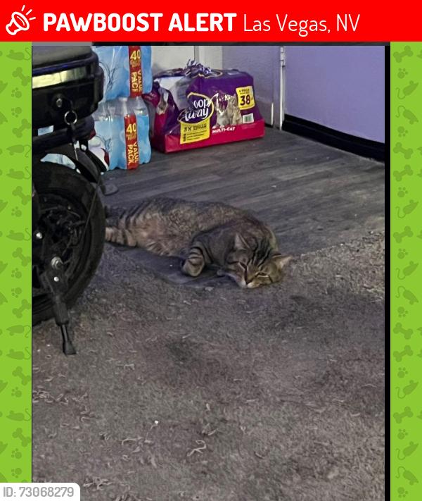 Lost Male Cat last seen E Flamingo and University Center, Las Vegas, NV 89119