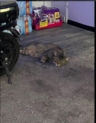 Lost Male Cat last seen E Flamingo and University Center, Las Vegas, NV 89119