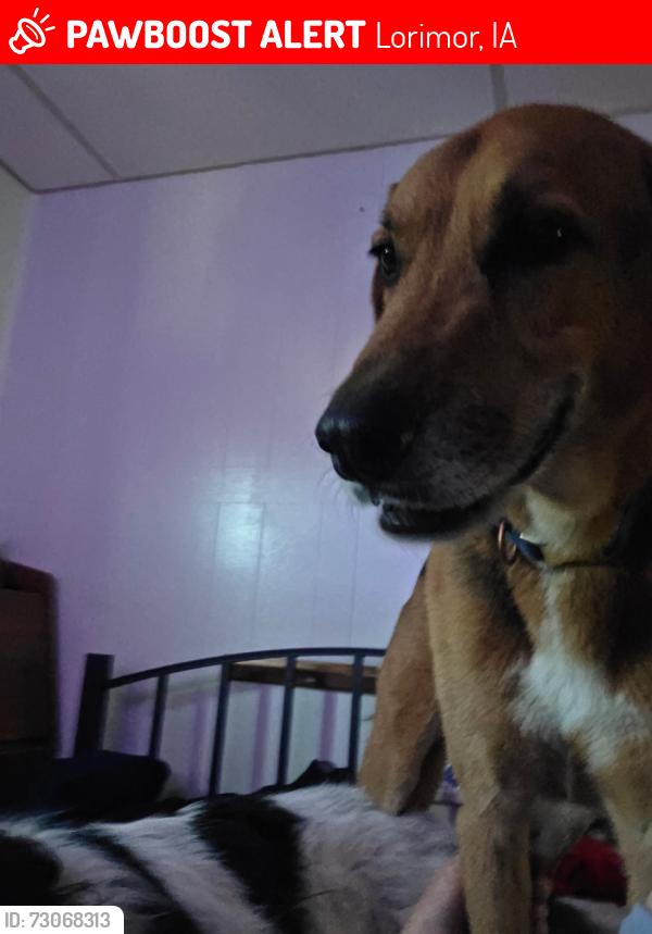 Lost Male Dog last seen Lorimor country, Lorimor, IA 50149