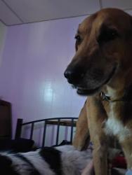 Lost Male Dog last seen Lorimor country, Lorimor, IA 50149