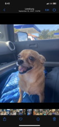 Lost Male Dog last seen Picciola bridge, Fruitland Park, FL 34731