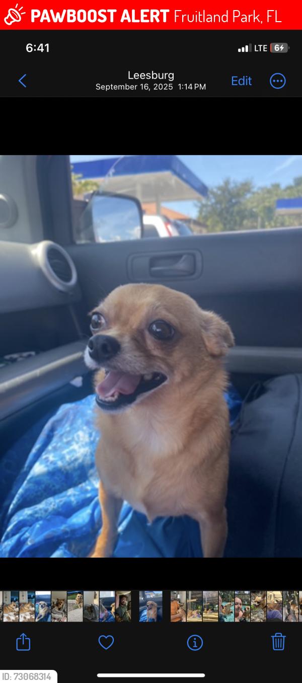 Lost Male Dog last seen Picciola bridge, Fruitland Park, FL 34731