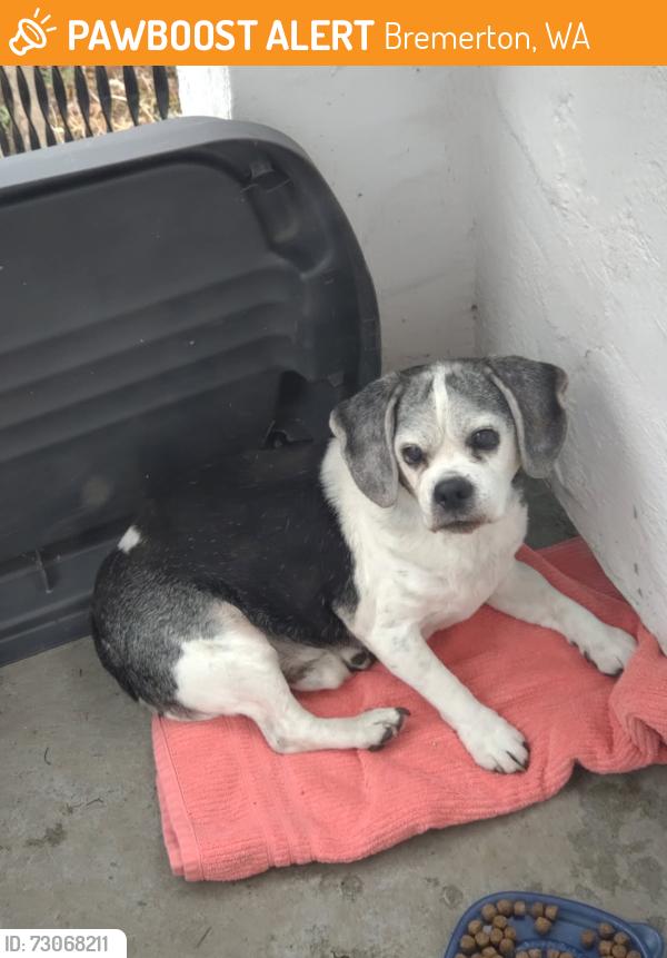 Found/Stray Male Dog last seen J Street and Bremerton Blvd. W., Bremerton, WA 98312