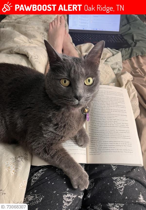 Lost Female Cat last seen Malta Rd, Oak Ridge, TN 37830