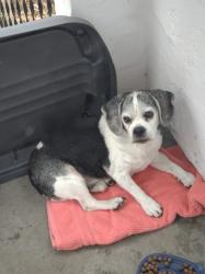 Found/Stray Male Dog last seen J Street and Bremerton Blvd. W., Bremerton, WA 98312