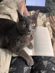 Lost Female Cat last seen Malta Rd, Oak Ridge, TN 37830