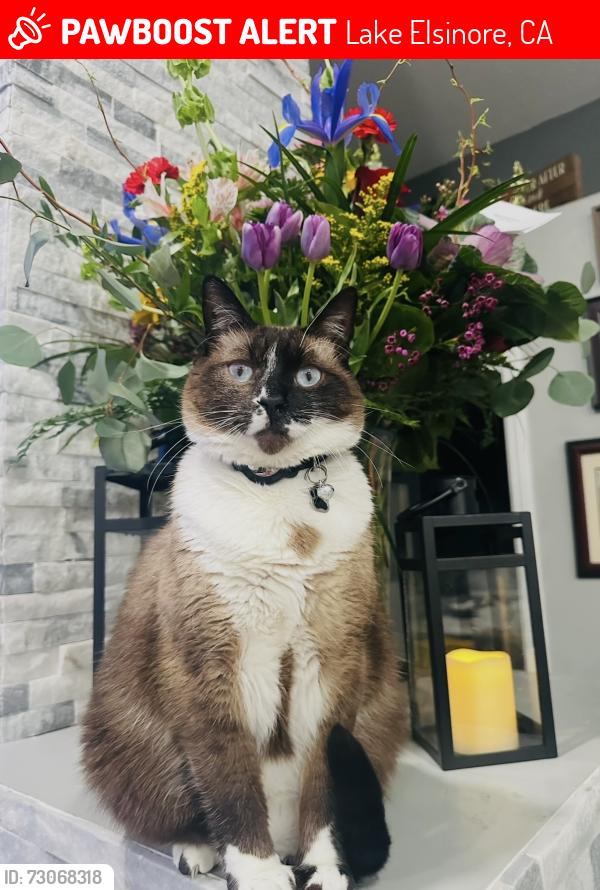 Lost Male Cat last seen Lincoln & Machado, Lake Elsinore, CA 92530