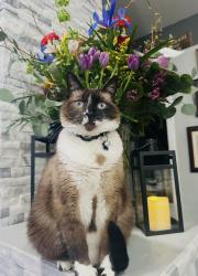 Lost Male Cat last seen Lincoln & Machado, Lake Elsinore, CA 92530