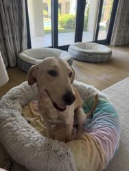 Found/Stray Female Dog last seen Mesa dr southern, Mesa, AZ 85204