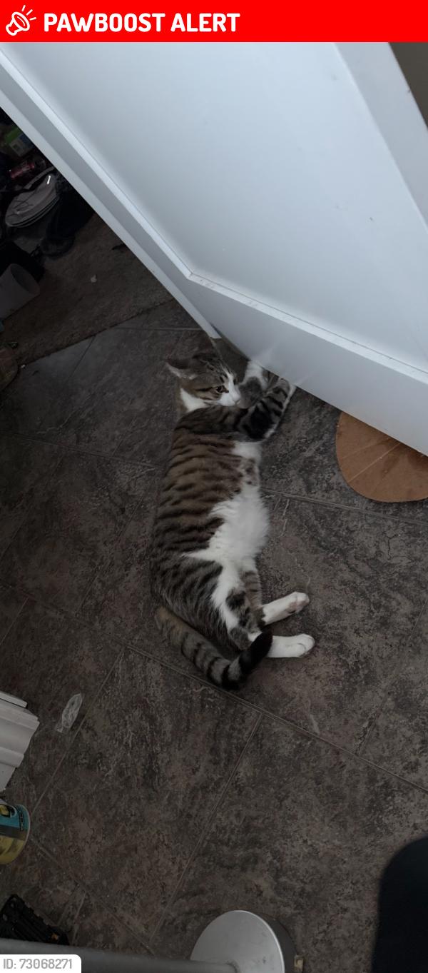 Lost Male Cat last seen Near acorn cirlce, Wisconsin Rapids, WI 54494