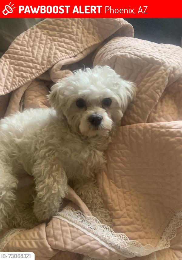 Lost Male Dog last seen Campbell 50th Ave, Phoenix, AZ 85031