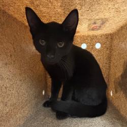 Shelter Stray Male Cat last seen , 2350 Appling City Cove, Memphis, TN 38133, USA