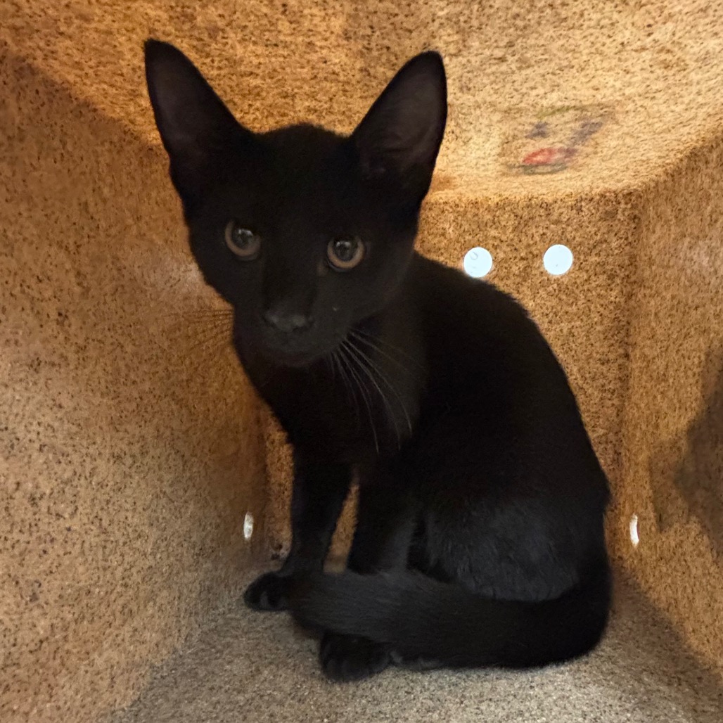 Shelter Stray Male Cat last seen , 2350 Appling City Cove, Memphis, TN 38133, USA