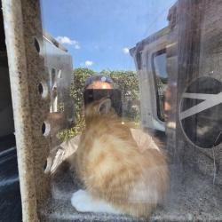 Shelter Stray Male Cat last seen , Animal Care & Control Team of Philly, 111 W Hunting Park Ave, Philadelphia, PA 19140, USA