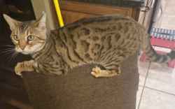 Reunited Female Cat last seen Beaver Valley, Oakbrook Chase, Beavercreek, OH 45434