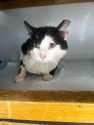 Lost Male Cat last seen Renton Avenue, Guiseley, England LS20