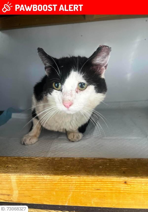 Lost Male Cat last seen Renton Avenue, Guiseley, England LS20