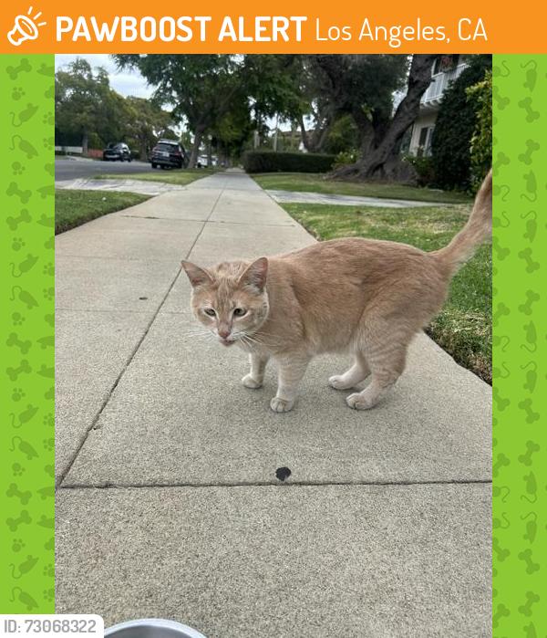Found/Stray Unknown Cat last seen Wellworth, Los Angeles, CA 90024