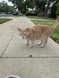 Found/Stray Unknown Cat last seen Wellworth, Los Angeles, CA 90024