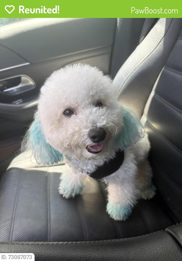 Reunited Female Dog last seen Near NE 22nd st Miami FL 33137, Miami, FL 33137