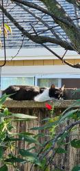 Lost Female Cat last seen East Castro Valley blvd./ Crow canyon rd. Backside of dog park, Castro Valley, CA 94546