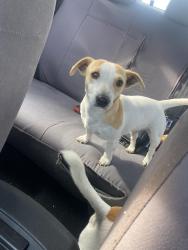 Lost Female Dog last seen bell st, Preston, VIC 3072