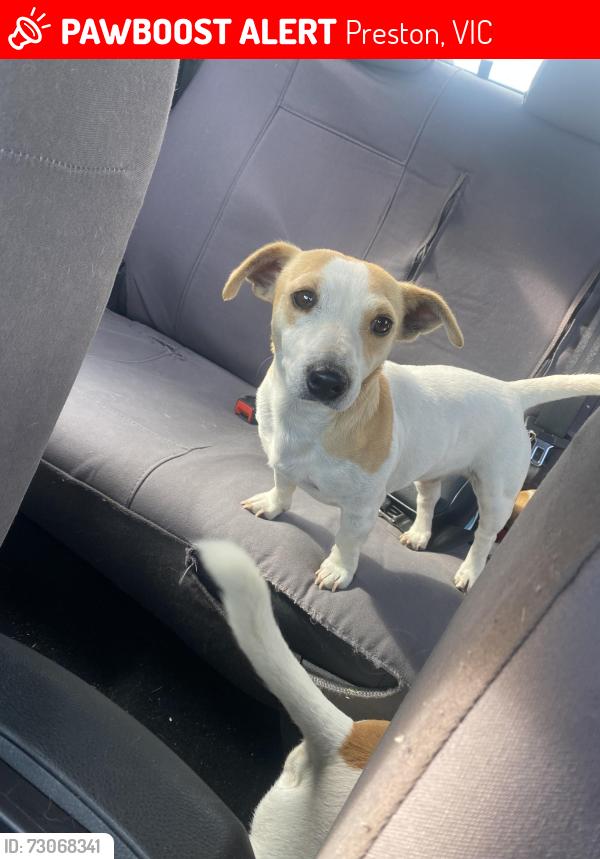 Lost Female Dog last seen bell st, Preston, VIC 3072
