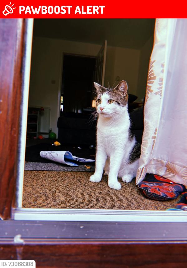 Lost Male Cat last seen Uttoxeter new road, Derby, England DE1 1UT