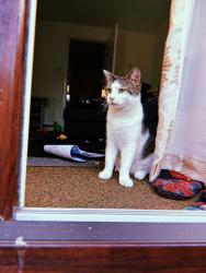 Lost Male Cat last seen Uttoxeter new road, Derby, England DE1 1UT