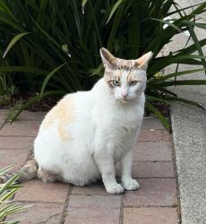 Lost Female Cat last seen Redwood Rd & Detroit Ave, Oakland, CA 94619