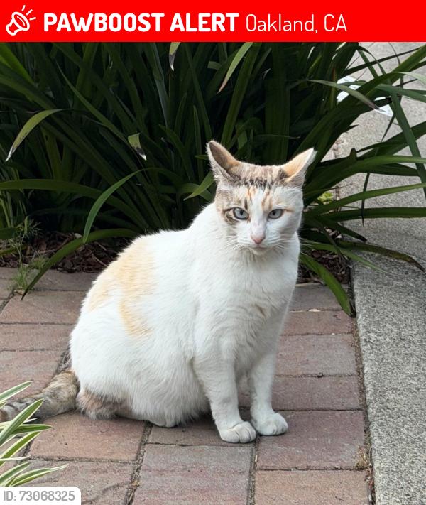 Lost Female Cat last seen Redwood Rd & Detroit Ave, Oakland, CA 94619