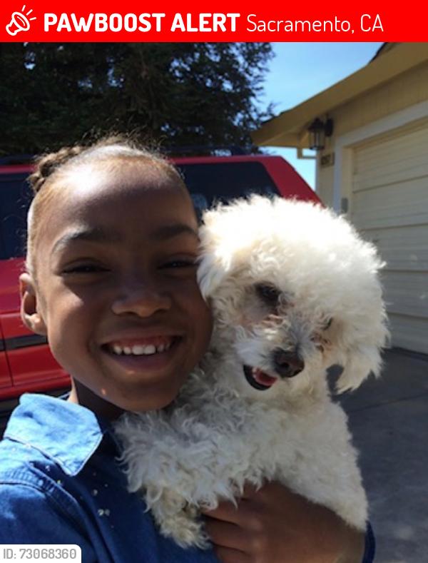 Lost Male Dog last seen He was at home then left, Sacramento, CA 95823